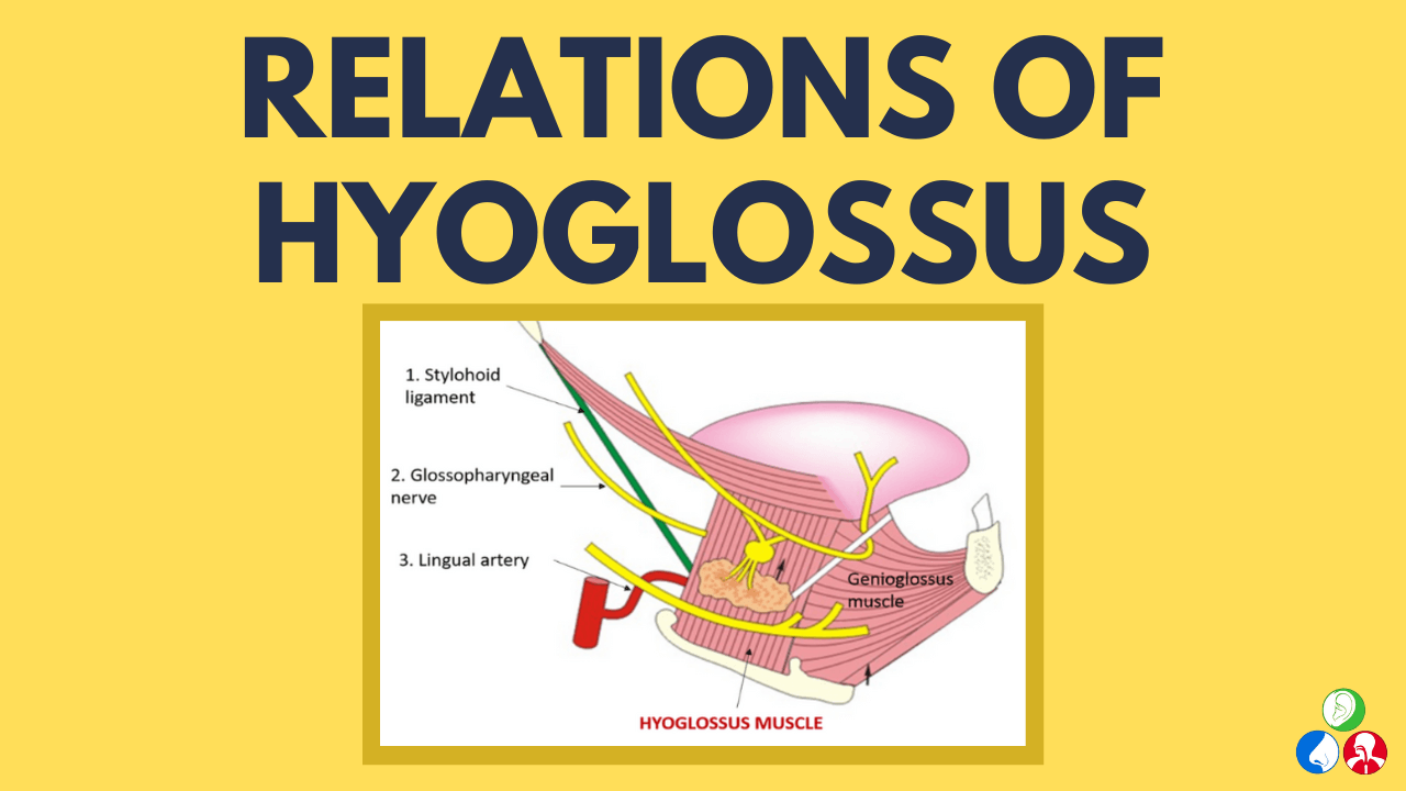 Hyoglossus muscle hi-res stock photography and images - Alamy, image size:1280x720