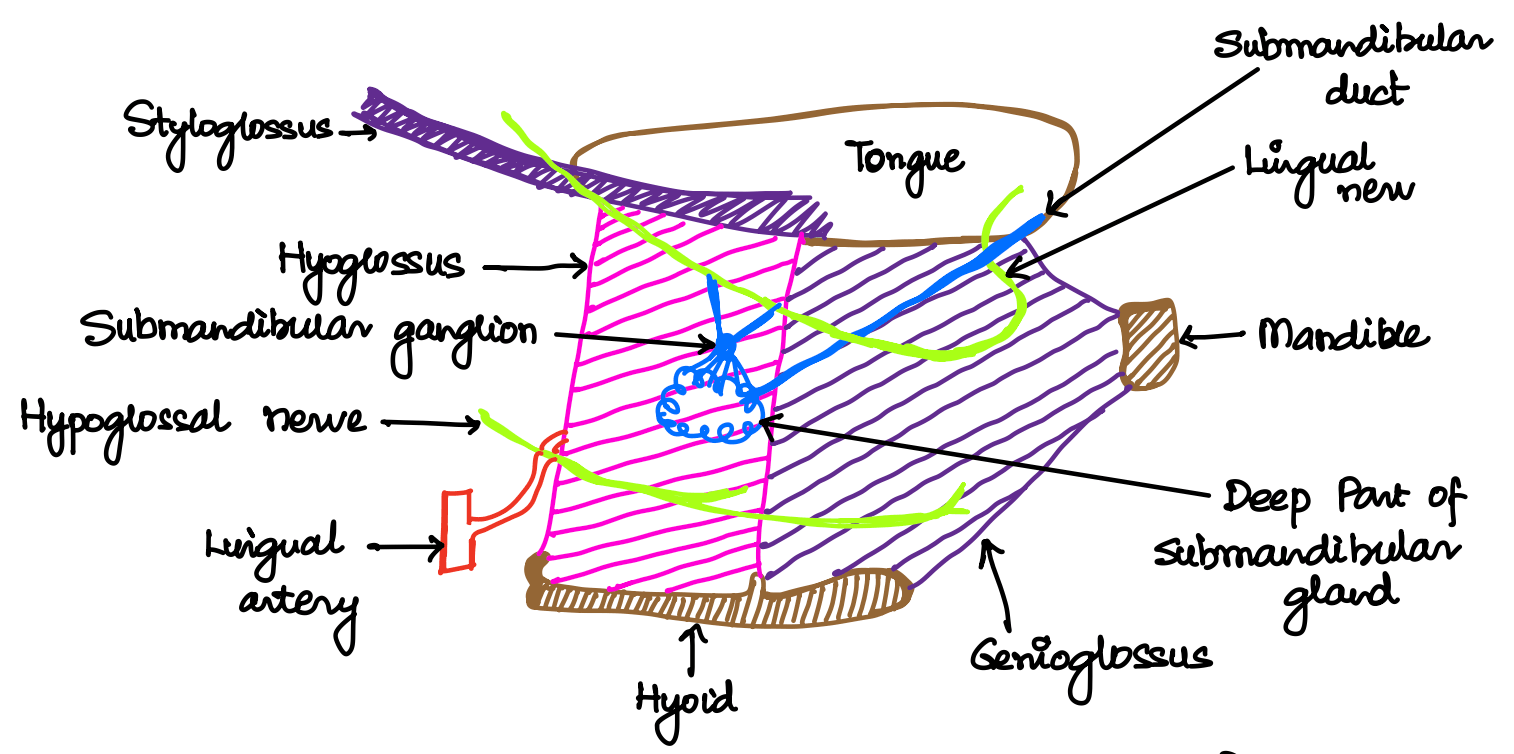 Lateral relations of Hyoglossus