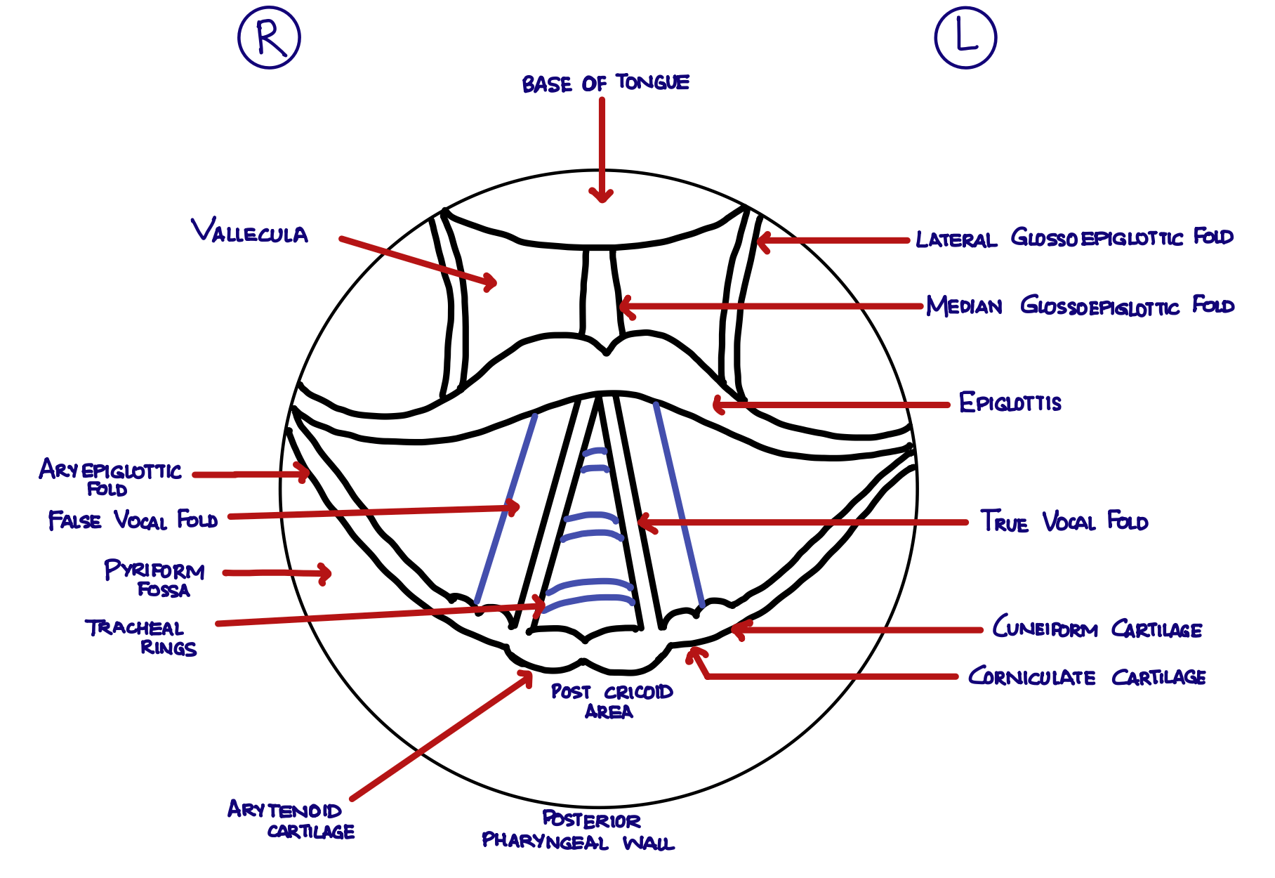 Indirect Laryngoscopy Diagram